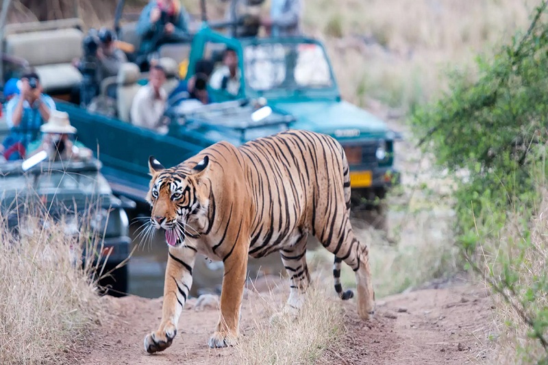 Car hire for Ranthambore national park tour