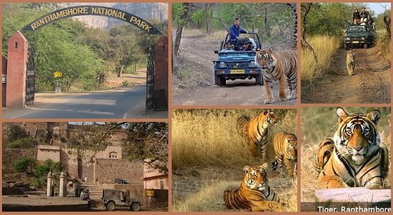 ranthambore safari from jaipur