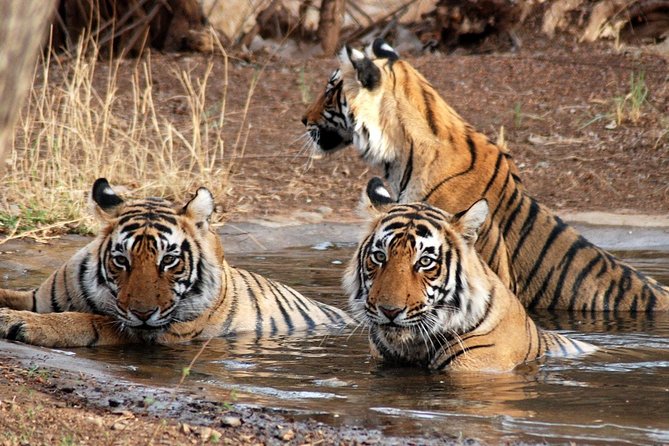 canter safari ranthambore