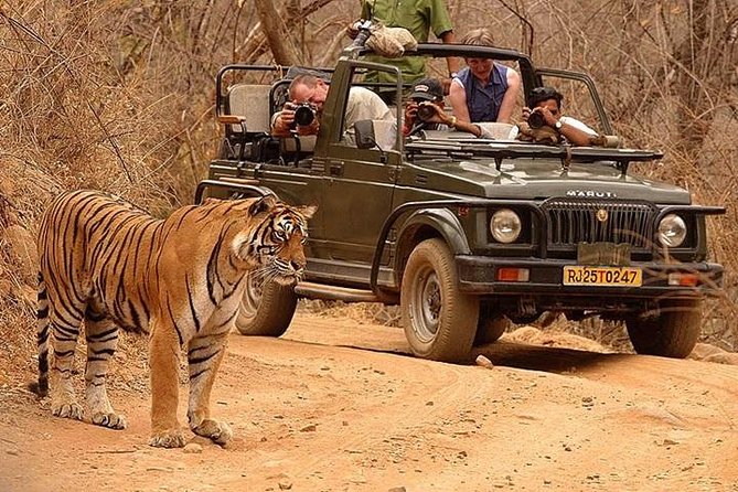 ranthambore stay and safari